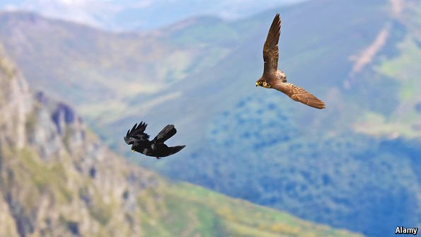 IAF - Falconry tweet media