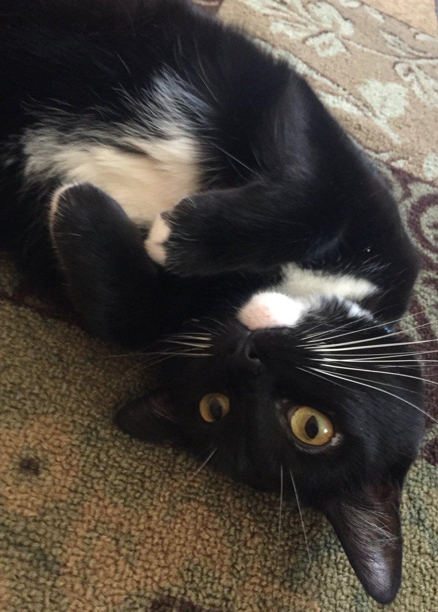 RosieRoseLA's tweet photo. It's #CatnipPawty time Who's ready?! @hugo4de 🎉🎉🎉 https://t.co/86V3JCvHZ8