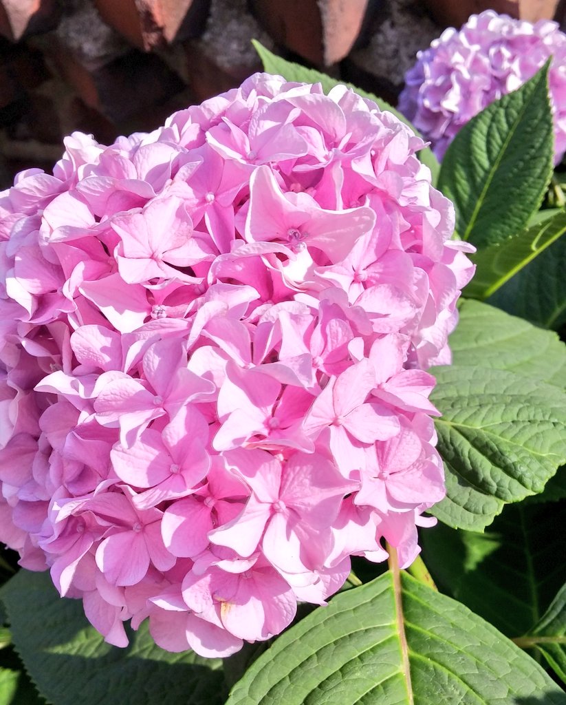 너므 예뻐~
황홀해~♥
꽃은 사랑...