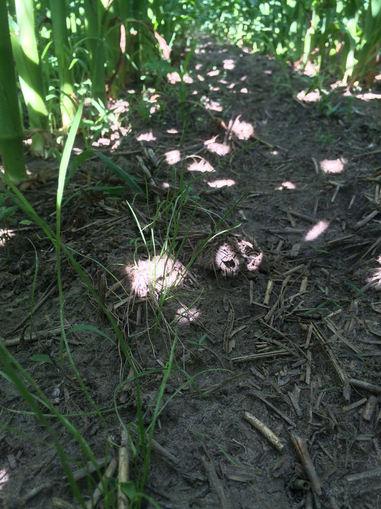 stclairregionca's tweet image. Talking #interseeding #covercrops on @kerrylunn farms w @shawnredick -2 stops on #GLASI bus tour Aug 23 RSVP here
