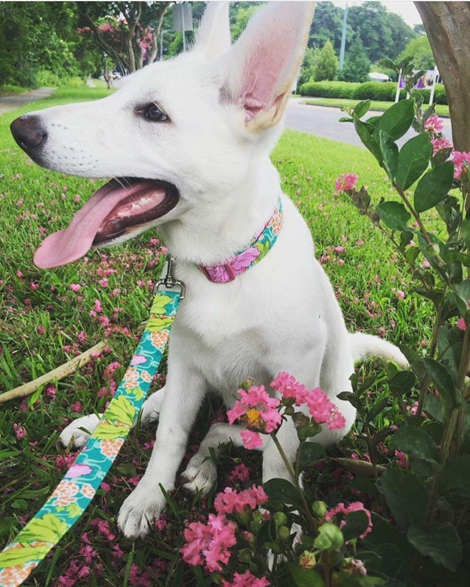 puddlejumperpup's tweet photo. We're loving The Lola! #PuddleJumperPups #PJP #EtsyHandmade #DogsOfTwitter #DogOfTheDay #DogLovers https://t.co/ocDmzJQJf2