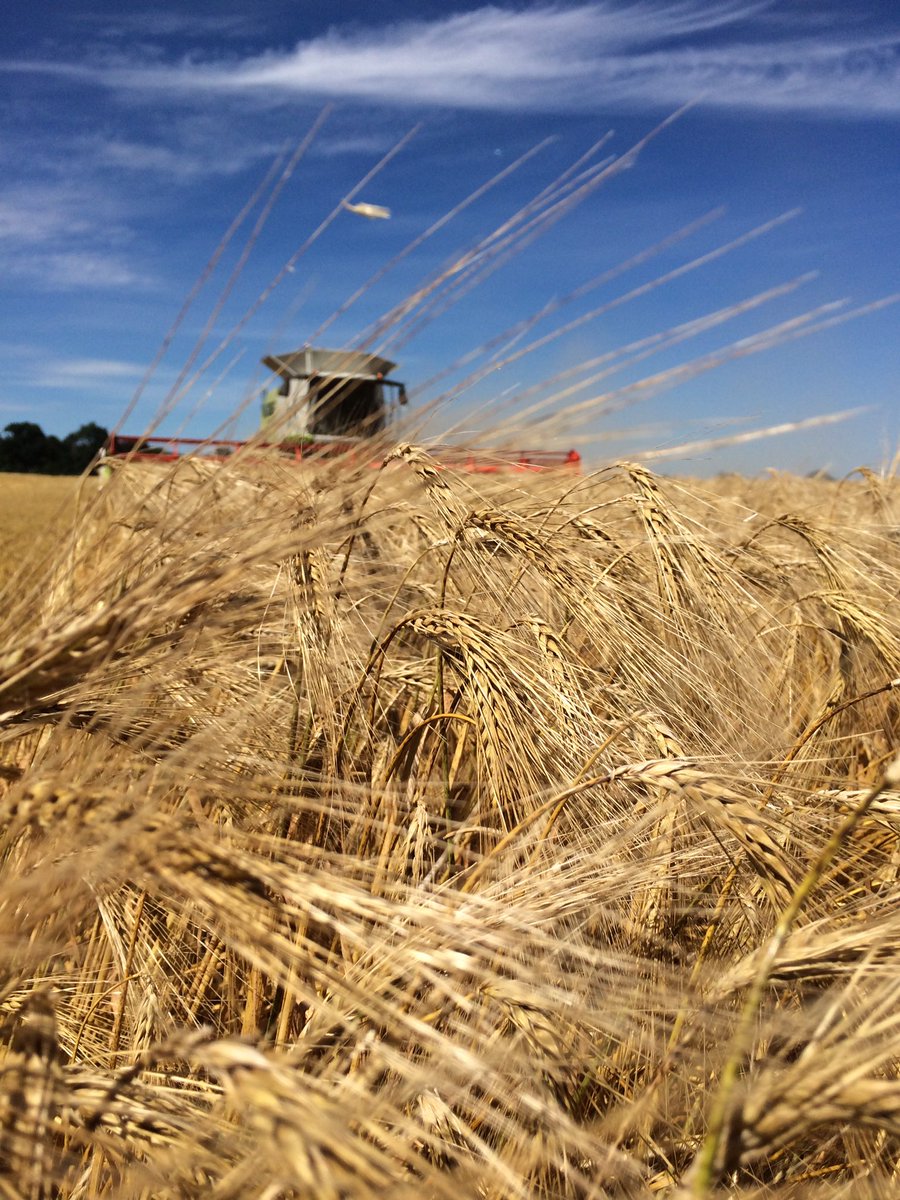Combining winter barley today