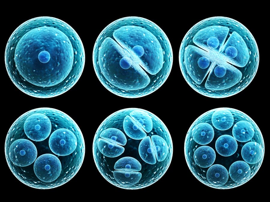 DiscoverMag's tweet photo. Everything you need to know about stem cells: https://t.co/Jy8SZwYpV0 https://t.co/G6La3K1soA