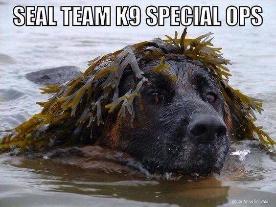 LodiPD_K9's tweet photo. https://t.co/9iak6fvake