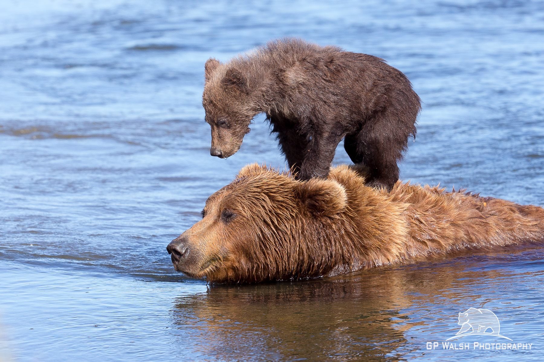 Медвежонок с папой