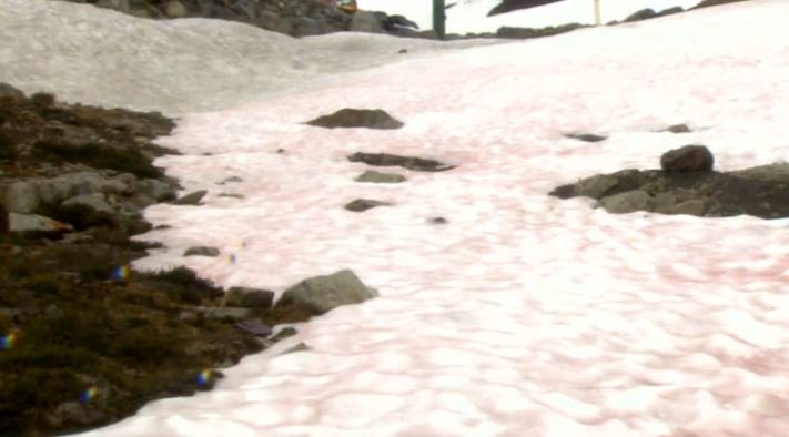 weathernetwork's tweet photo. This snow is pink, but why does it smell like watermelon? https://t.co/DNCLLgtQBG #sciencebehindtheweather https://t.co/jEq576oJv8
