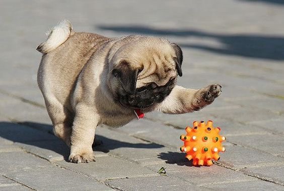LisaMMangan's tweet photo. #GLSENCLI After an intense conference, remember the value of self-care &amp; having fun. #GLSENAlexneedsanofficepug https://t.co/Fkh9JZta6s