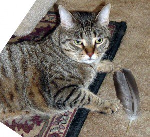 Cat Wont Stop Scratching And Created Wound Cat Wont Stop Scratching And Created Wound