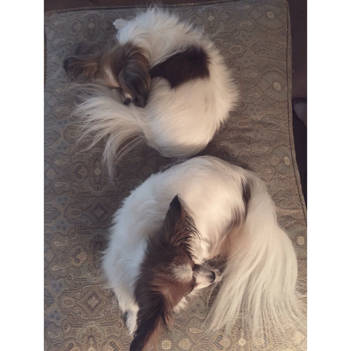 Yin Yang papillons #YYC #Alberta #papillon #vet #vetmed