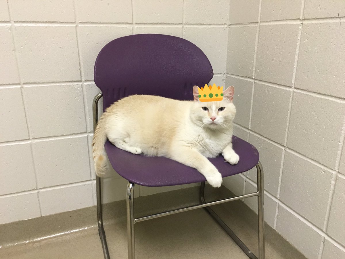 Nebraska Humane Society tweet media