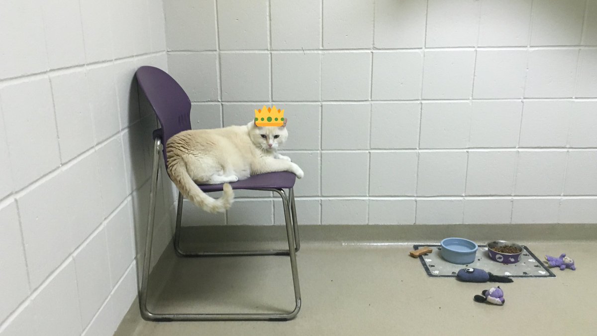 Nebraska Humane Society tweet media