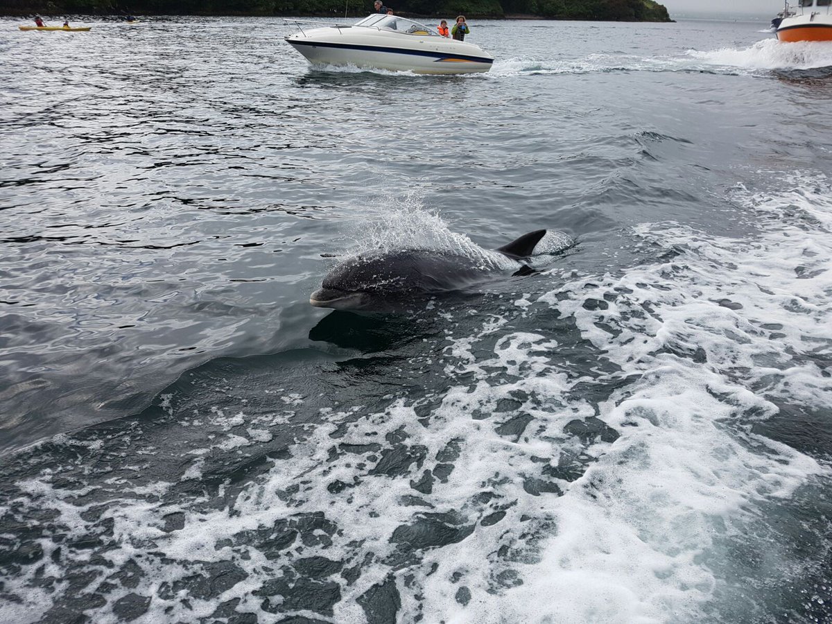 Just back from animating holiday in #cokerry and we seen #Fungie the Dolphin <a href="/wildatlanticway/">Wild Atlantic Way</a> <a href="/DiscoverIreland/">Discover Ireland</a>