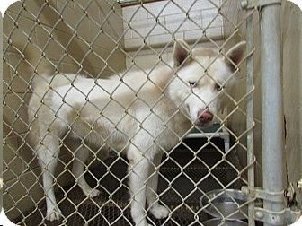 dogsrppltoo's tweet photo. ROME GA NEED PLEDGES 4 KONA OVER 100🔥 SHELTER.
RESCUE WILL PULL👍
 NEED PLEDGES
✉⤵rescue co ord
rondawoman123@aol.com https://t.co/0qxB2fnsRR