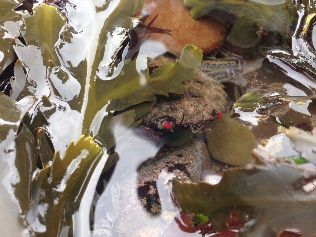 FSCNettlecombe's tweet image. A great weekend of ecology fieldwork and finds with #CombertonVillageCollege #yearoffieldwork