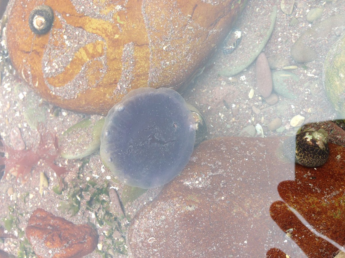 FSCNettlecombe's tweet image. A great weekend of ecology fieldwork and finds with #CombertonVillageCollege #yearoffieldwork