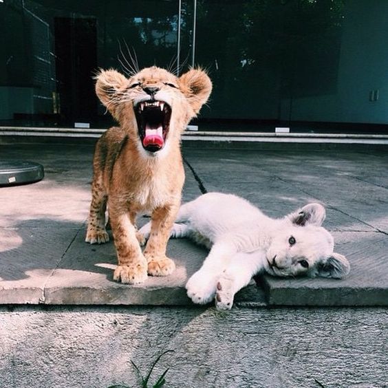 CybersmileHQ's tweet image. “Courage doesn’t always roar. Sometimes courage is the quiet voice at the end of the day saying ‘I will try again”