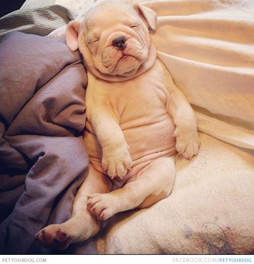 DogsTee's tweet image. Cute Sleeping #AmericanBulldog reason of #Smile