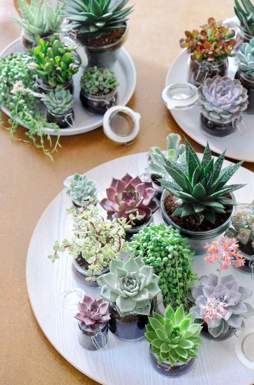 FrancesHomes's tweet photo. #Succulents are a great way to add #colour and #life into your home! Which ones do you like best? https://t.co/M0t7wu17GC