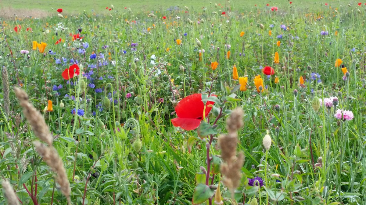 Kate_R86's tweet photo. Loving the wild flower meadow that has been grown near our local cricket club #noneedtomow #happybees #lotsofbees https://t.co/jha5hodyj6