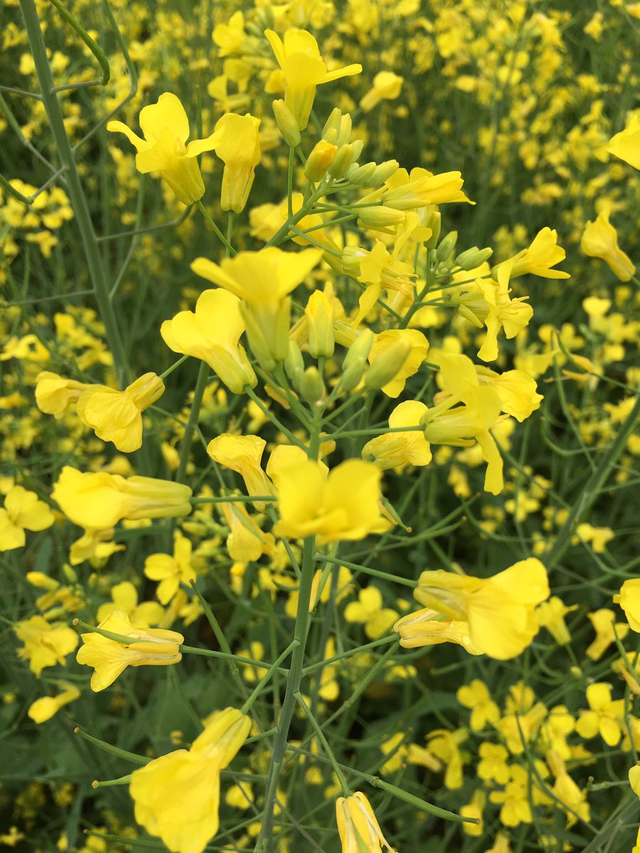 Tonite on <a href="/NTVNewsNL/">NTV News</a> at 6 pm, <a href="/FAA_GovNL/">Forestry & Agrifoods</a> first-ever canola crop for province meeting all expectations. #nlpoli