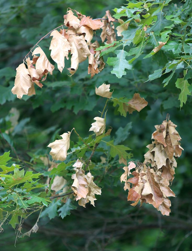 Why are the tips of these trees dead? Our Dr. Andrew Liebhold explains! <a href="/WayneNationalFS/">Wayne National Forest</a> bit.ly/29QbTlJ