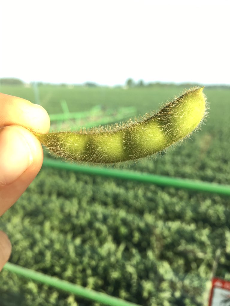 balesandbushels's tweet photo. These will be the key! #4beans https://t.co/y9k9MJWMI9