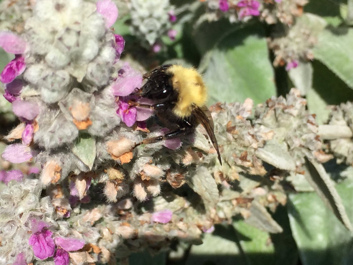 fluttrbyproject's tweet photo. Busy day at the #FlutterbyProject #Garden. A #BlackSwallowtail and a lot of other fluttery friends! https://t.co/rj88JvCPXg