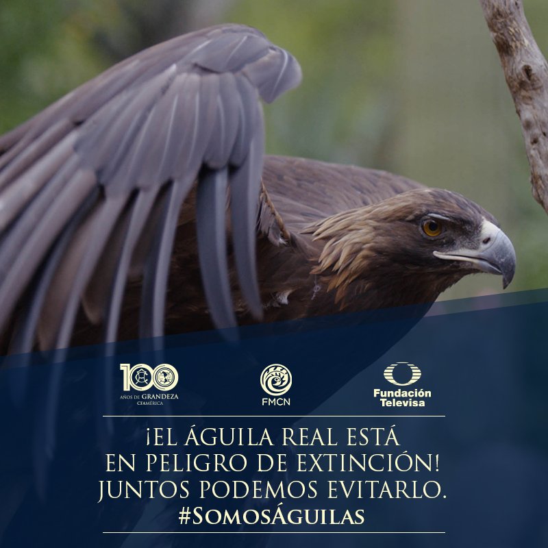 TUDNMEX's tweet photo. Salvemos al águila real y su hábitat. #SomosÁguilas dona en https://t.co/bhTV7I3ivy https://t.co/8racht4ALw