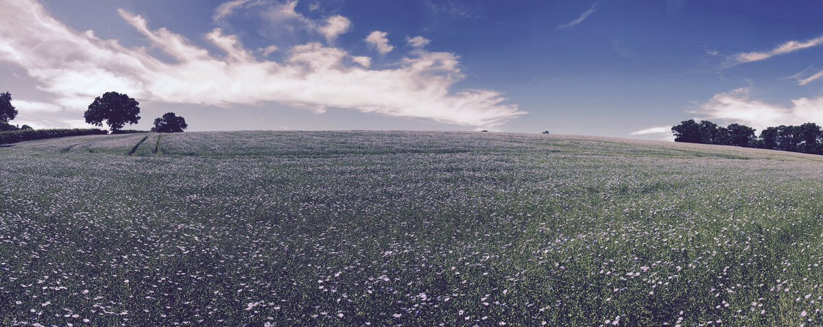 SammyHalsey1's tweet photo. Who knew crops could be so perfect!! 💜
#linseedfarming #countrygirl #ukcountryside https://t.co/TXxd1150O6