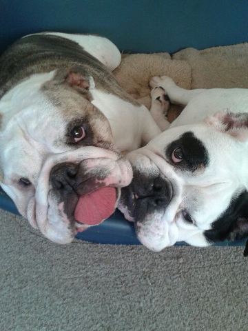 CharlieOwen2's tweet photo. When your dog's are being cute as fuck! 😍 # mybabies #bulldogs 🐶🐶 https://t.co/fDx99iEcok