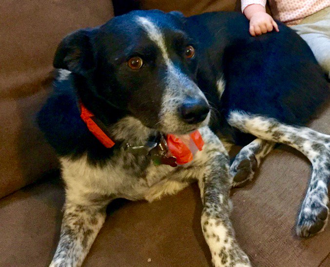 VailDailyDogs's tweet image. Heinz went missing Friday on Bellyache Ridge Road. He will come if you call him. If you see him, call 970-688-6076.