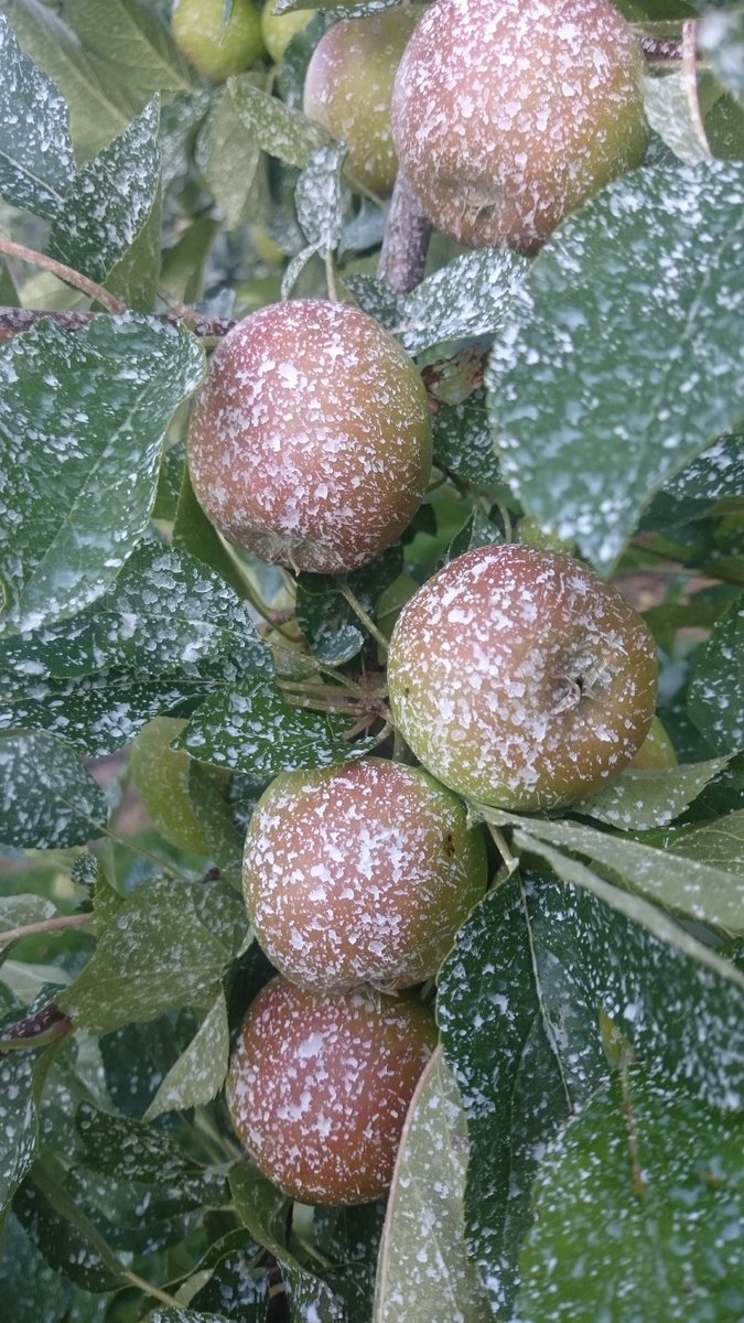 De Elstar een beschermdlaagje gegeven tegen de zon. Met een bestanddeel van tandpasta. Voor schitterende appels.