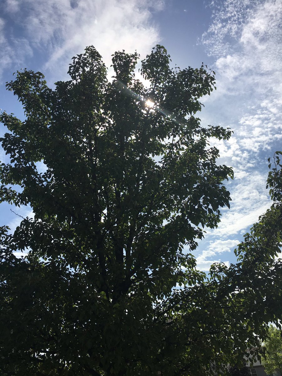 cards519's tweet photo. Little beam of sun https://t.co/Bn3zqqx24V
