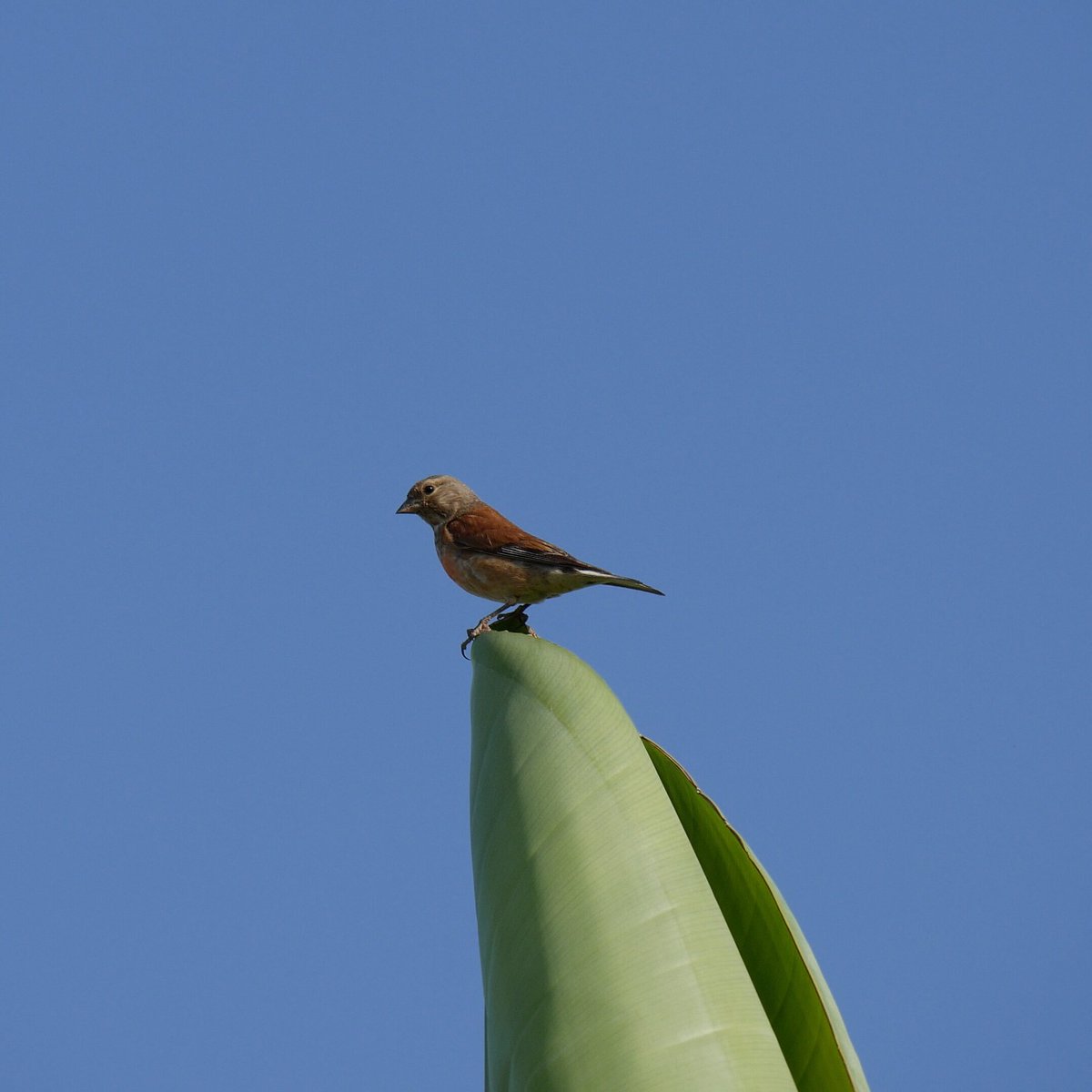 jack_fphotos's tweet photo. "Resting" 
#bird #nature #wildlife @NatGeoPhotos @500px @UKWildlifeBlogs @iNatureUK @Natures_Voice https://t.co/fS9JZybIIl