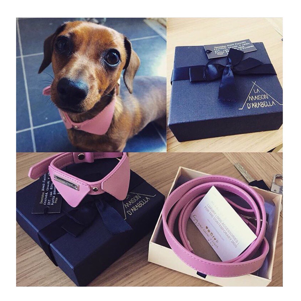 MaisonDArabella's tweet photo. Little fashionista in our rose collar &amp; leash set. Shop her look @ https://t.co/PNrbgXt9k1 #dogaccessories #dog #pup https://t.co/kVjnMBaMTa