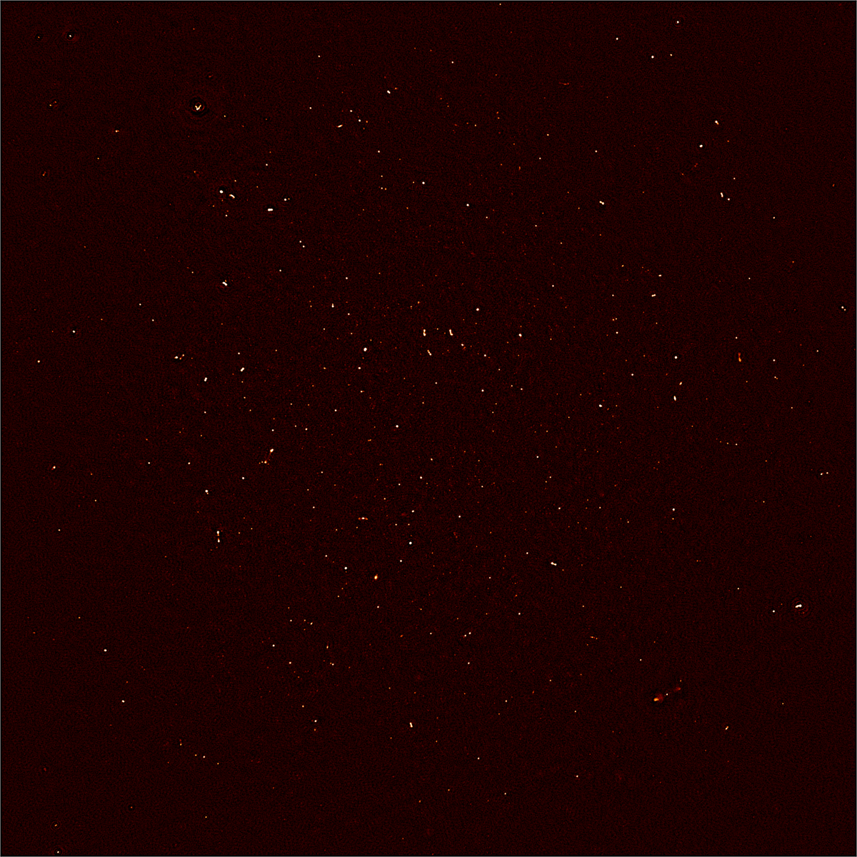 SETIInstitute's tweet photo. MeerKAT and its amazing First Light image - finds 1300 galaxies where 70 were known https://t.co/IiUYLAafaL https://t.co/NfbqDWBzeu