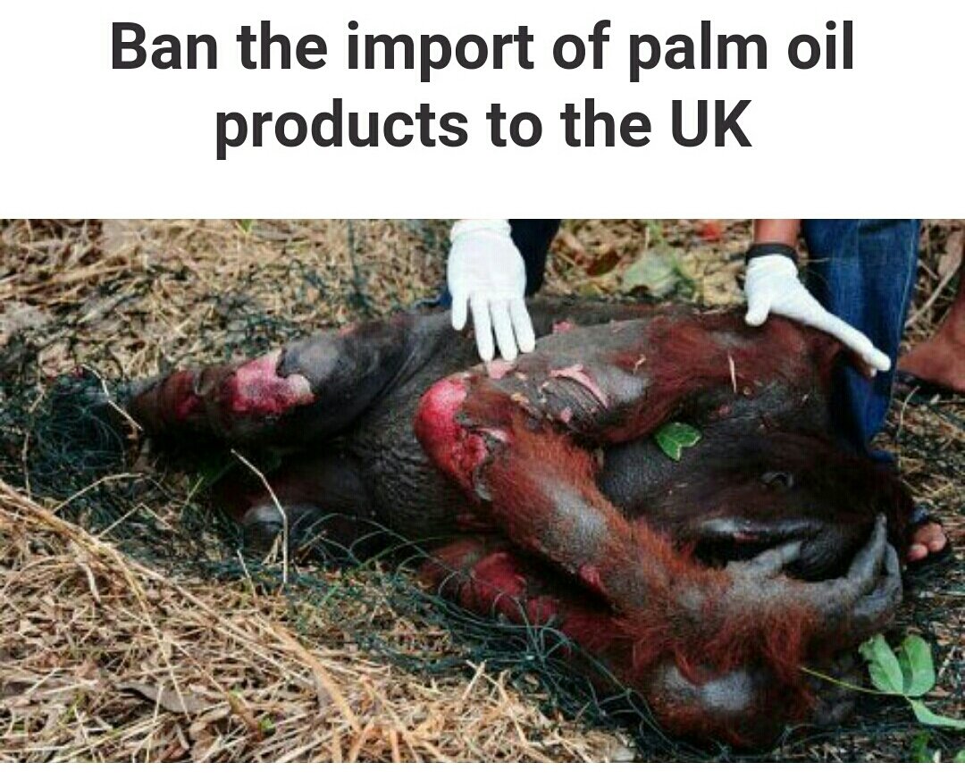 JustOneClick_fr's tweet photo. 🔊🆙▶URGENT❗
@usnews @LisaVanderpump @FBB_World @WWFnews @POTUS @pamfoundation @LeoDiCaprio @richardbranson @peta https://t.co/BkwKOso53p