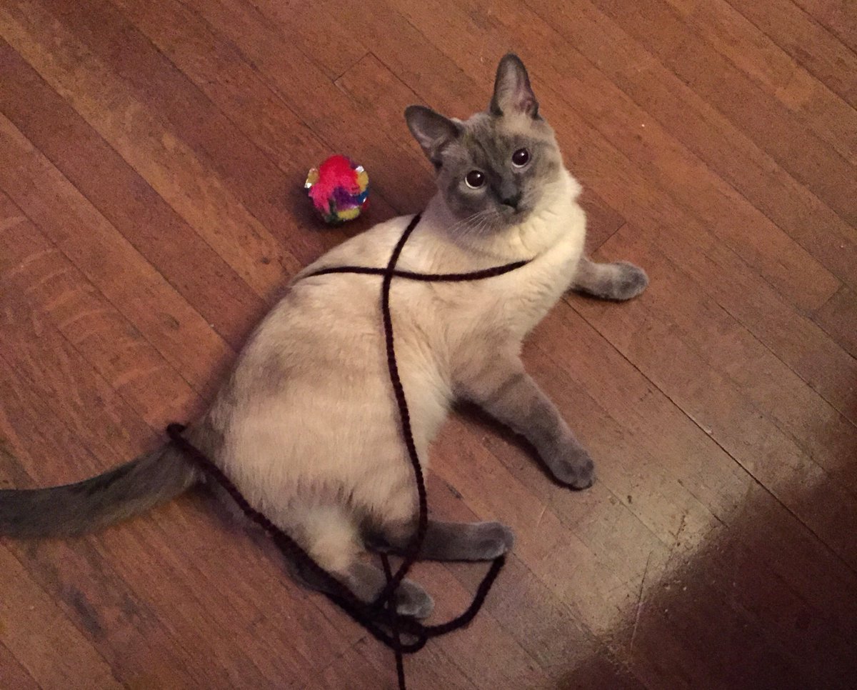 useyarn tweet picture