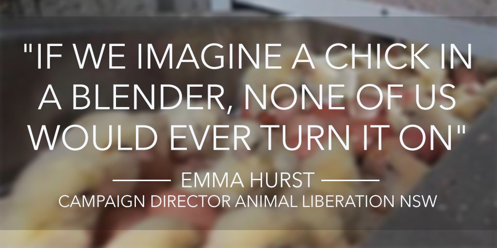 AnimalsAus's tweet photo. .@AnimalLibNSW &amp; @AusFarms expose brutal 'chick shredding' in Aus. egg industry. Petition: https://t.co/vkZloajr7P: https://t.co/FC6cHnekWV