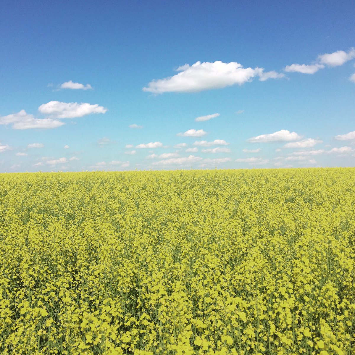 teresadfalk's tweet photo. #SY4187 #canola sprayed with #Exempla fungicide near Radisson, SK. @syngentacanada #westcdnag #saskag https://t.co/XYSl4bu0YG