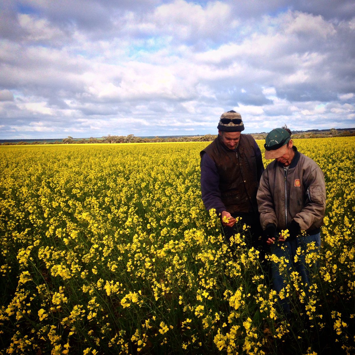 yarnsfromfarm's tweet photo. Having a go using the Canola GrowNotes from @theGRDC to help us check for disease https://t.co/dyyYuittZG