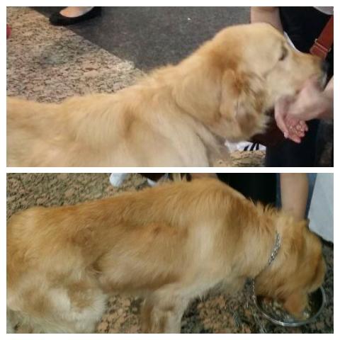 Reporta <a href="/imaf07/">Iraima Fuentes</a> Un Golden abandonado Ctro. Comercial Terrazas de la Lagunita en el 1er. Piso, frente a la ferretería