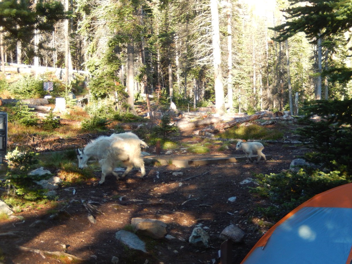 Hiker_Steve's tweet image. Had a great time camping @CathedralLakes @HelloBC Park. A few pics of the trip. #hikerchat #TeamS2V