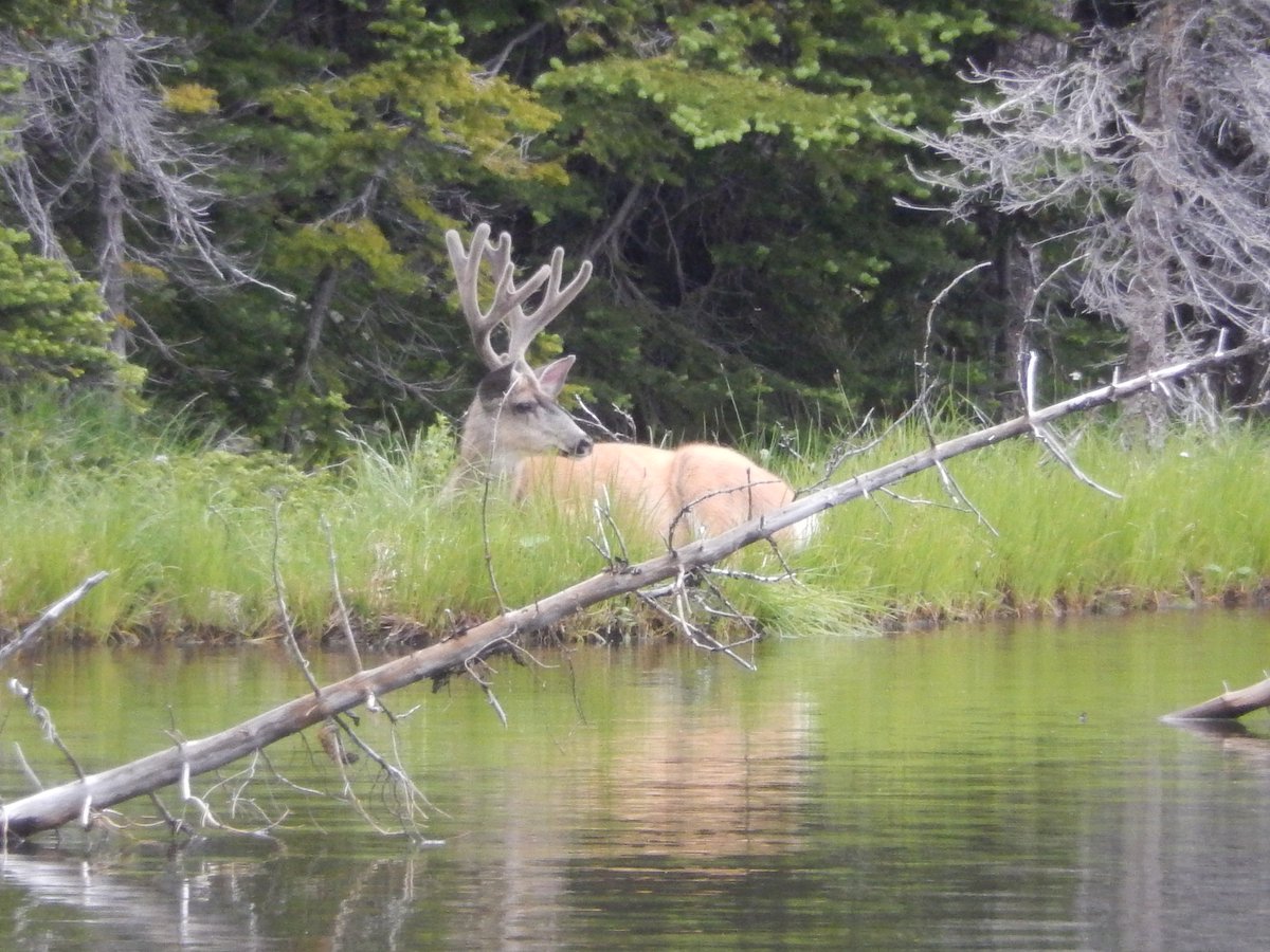 Hiker_Steve's tweet image. Had a great time camping @CathedralLakes @HelloBC Park. A few pics of the trip. #hikerchat #TeamS2V