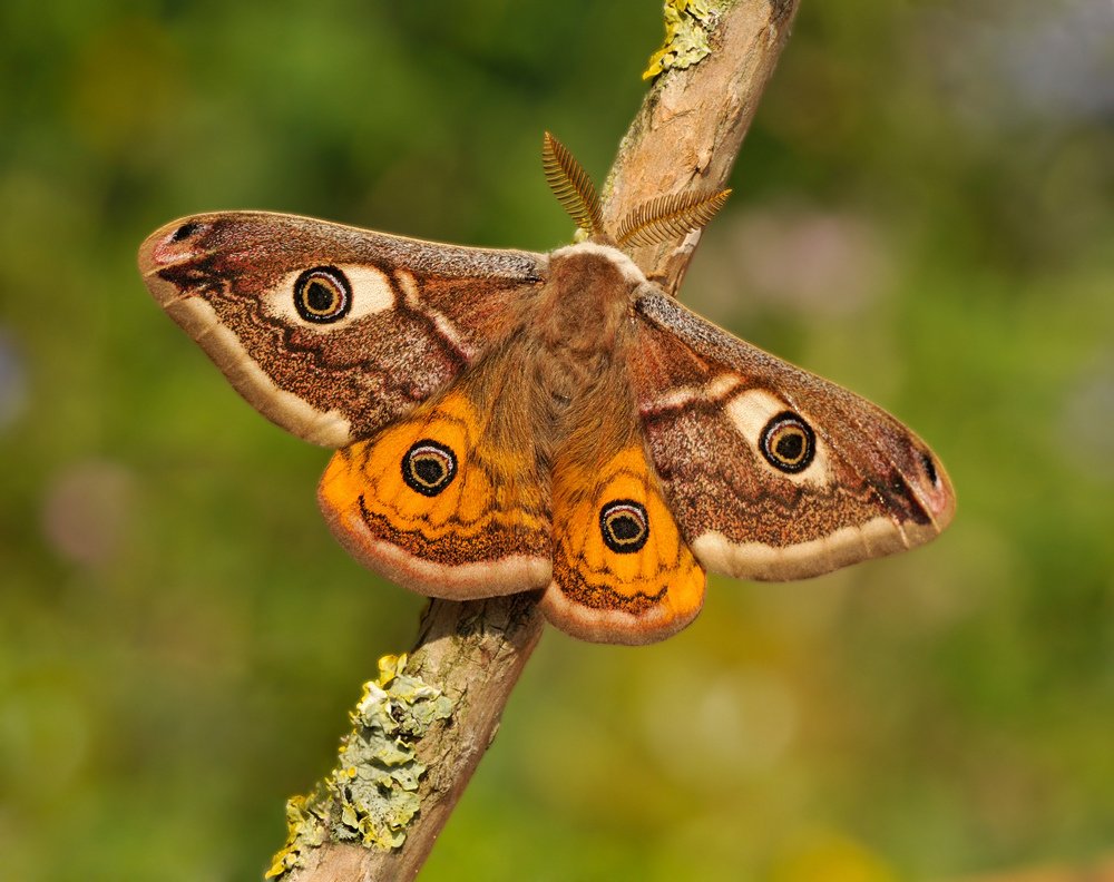 UNOLIST's tweet photo. A male emperor moth can detect and find a female of his species a mile away. https://t.co/E9opuIY0Hf