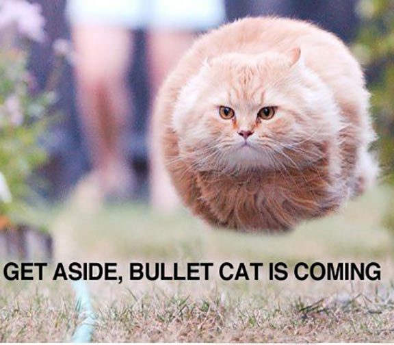 funnyanimals298's tweet photo. https://t.co/hslqGoXUfu