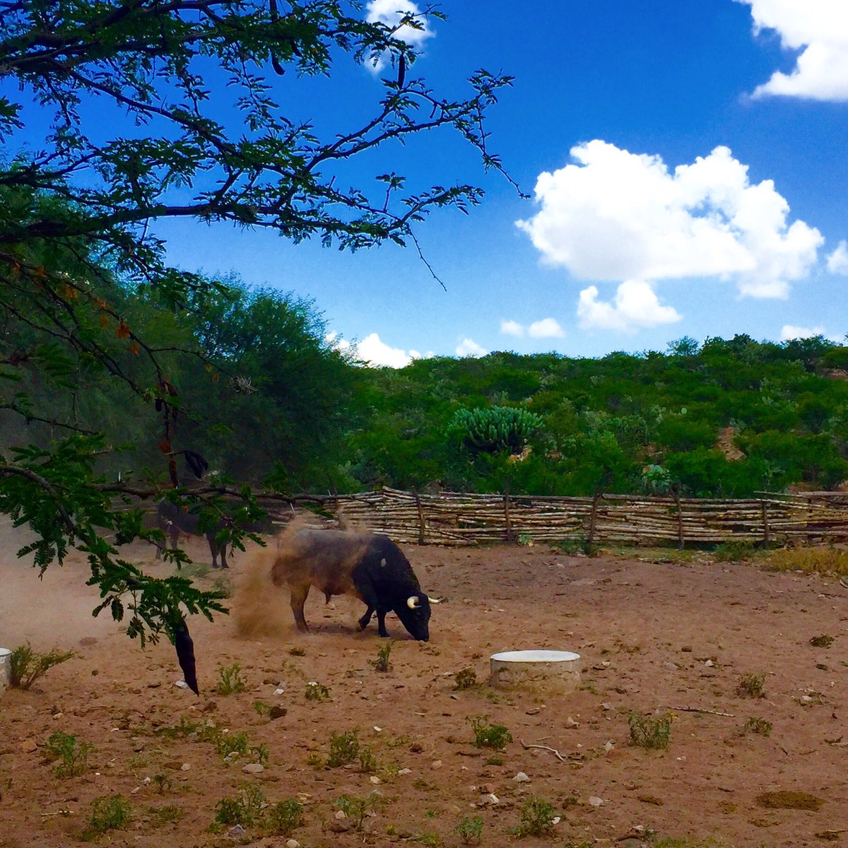 Hoy en <a href="/MexicoBravo/">Mexico Bravo</a> reportaje de la ganadería "Santo Domingo" que cumple 90 años de antigüedad <a href="/andres_allende/">Andres Allende</a>