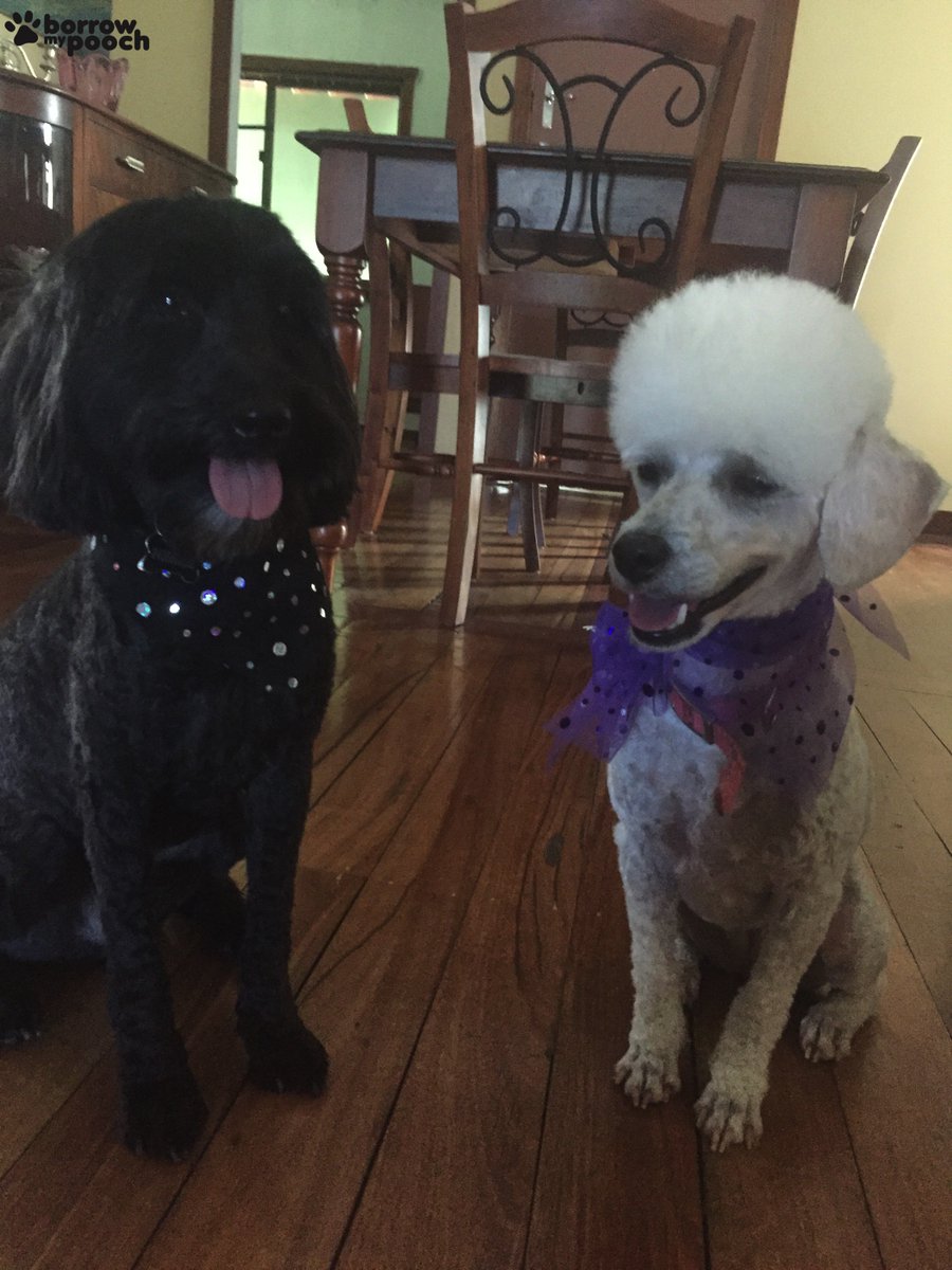 Happy #TongueOutTuesday from these two pretty pooches in Mount Saint Thomas, NSW! ow.ly/ooo43025E02