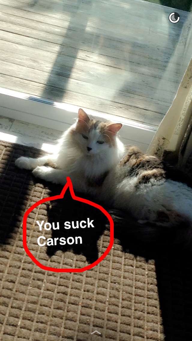 carsonbsix's tweet photo. My cat hates me https://t.co/RtkqEIKrsf