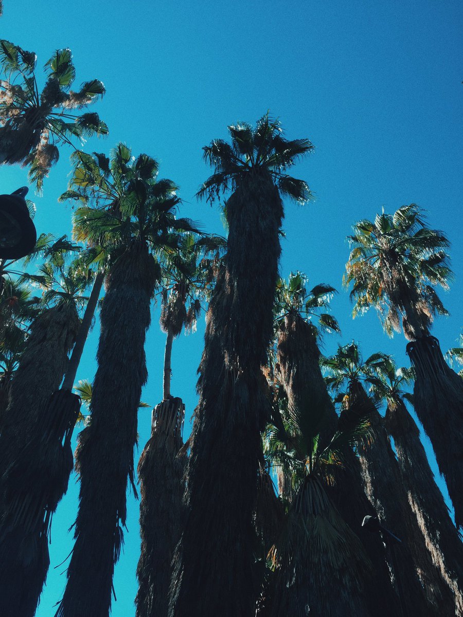 itsaizzy's tweet image. Palm Trees really do exist! 😆🌴